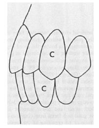 inferiori possono toccare in maniera uniforme nella concavità linguale dei denti anteriori superiori quando la mandibola è in posizione centrica (Figura 11). fig.