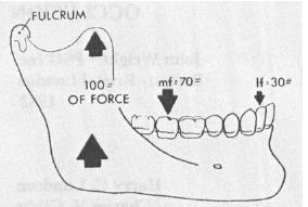 Denti anteriori hanno un vantaggio meccanico sui denti posteriori perché sono più lontani dal fulcro.