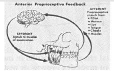 I muscoli non hanno intelligenza propria e devono ricevere tutti gli stimoli direzionali dal sistema nervoso centrale.