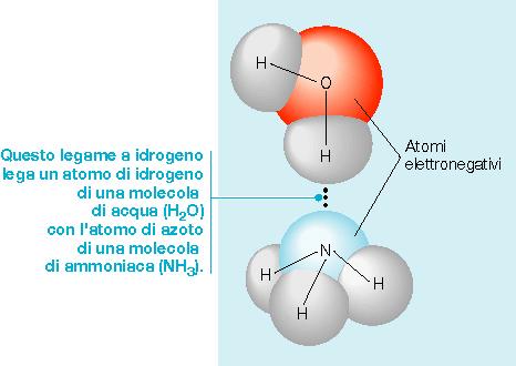 A causa della polarizzazione, 2 molecole adiacenti di 2 O possono formare legami a idrogeno +δ - δ +δ O O -δ +δ Legame idrogeno +δ I legami idrogeno che si realizzano tra le varie molecole di 2 O