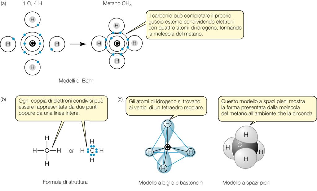 Il carbonio (C) è: 1- un elemento chimico estremamente versatile 2- un elemento in grado di formare molecole