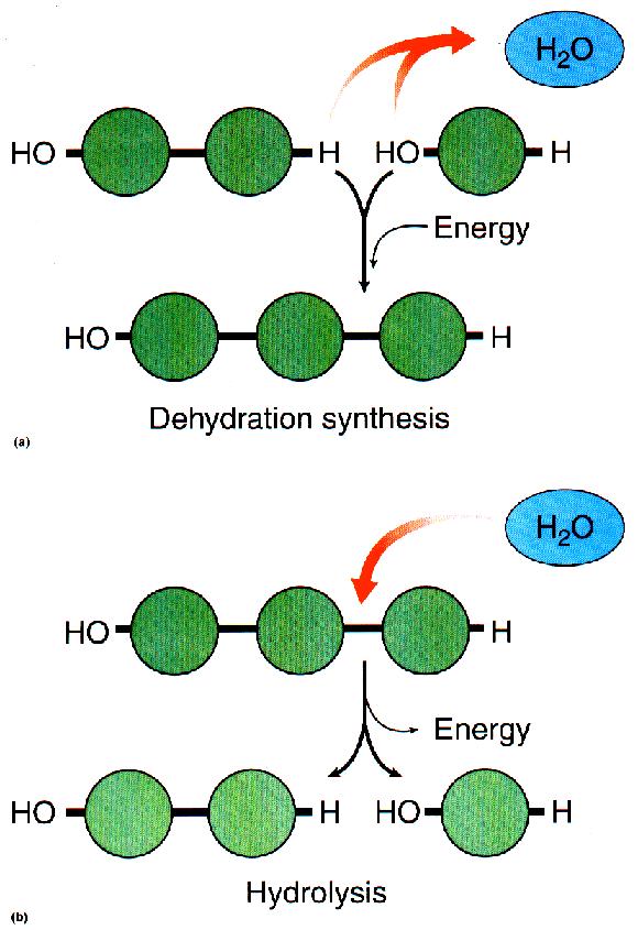 Molecole organiche piccole molecole o MONOMERI zuccheri semplici amminoacidi nucleotidi acidi grassi grandi molecole o POLIMERI polisaccaridi proteine acidi nucleici lipidi complessi MONOMERO = unità