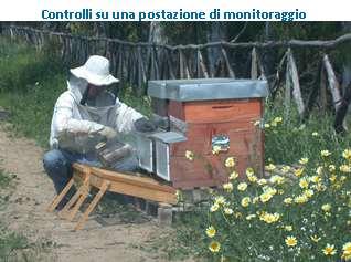 Il problema più rilevante di conseguenza è stata la debolezza della famiglia in un momento cruciale dell anno, quando cioè le api sono indispensabili all apicoltore per la produzione di miele e all