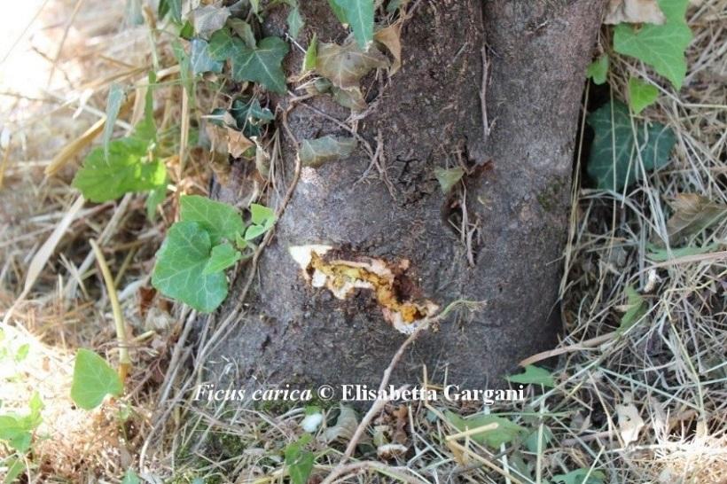 sono in atto decreti di lotta obbligatoria. L insetto colpisce il fico inizialmente a livello del colletto/grosse radici, nella zona di contatto con il terreno (Fig. 2). Fig.