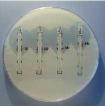 Per ogni associazione da testare applicare sull'agar della piastra la striscia dell E-Test con la MIC più alta.