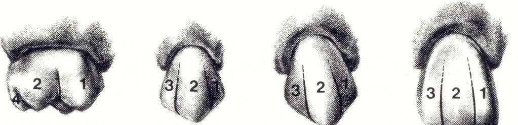 Facial Axis Of The Clinical Crown (Facc) o asse lungo della corona clinica Le corone dentali si