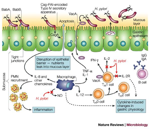 Potere Patogeno del Helicobacter pylori Movimenti dei Flagelli: consentono di penetrare nel muco Ureasi: l enzima scinde l Urea in Ammoniaca che alcalinizza l ambiente: più l ambiente è acido e più l
