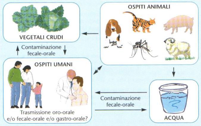 L Helicobacter pylori viene introdotto nell organismo dalla bocca La diffusione dell infezione è in rapporto alle condizioni igienico