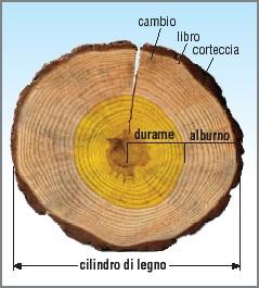 Il legno, inteso come materiale, si ricava dal fusto dell'albero.