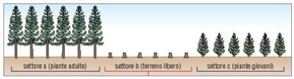 Lo sfruttamento del bosco può avvenire in due modi, che sono detti