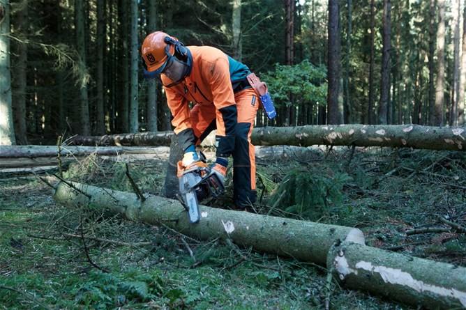 abbattimento: l'albero viene tagliato (solitamente con l'uso della