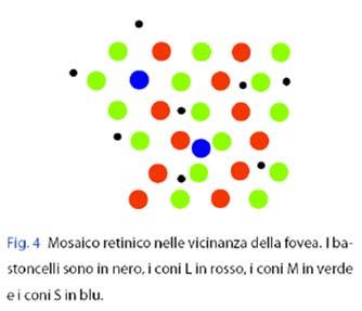 Coni e bastoncelli: mosaico