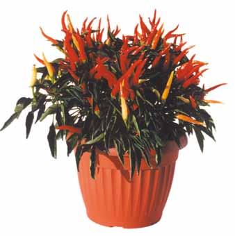 Compact determinate plant with bright dark green leaves, suitable for ornamental pot and outdoor cultivations, early growing cycle.