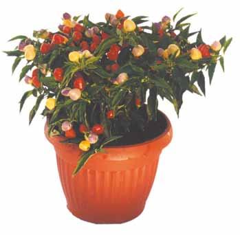 Bushy plant with anthocyanic leaves, stalks and flowers, suited for pot and outdoor cultivations.