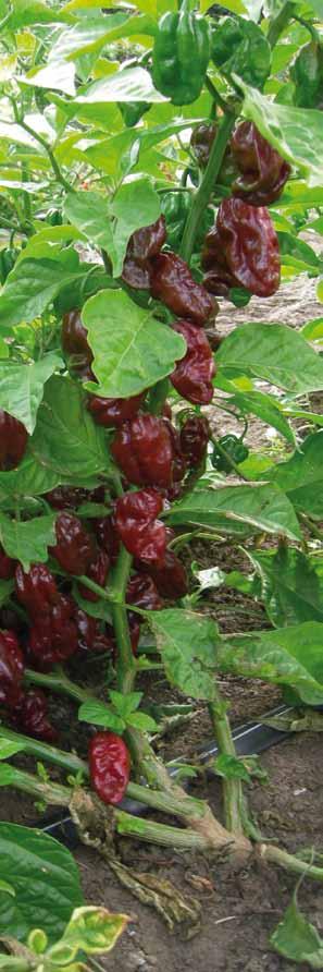 - Vigorous plant, suitable for open field cultivations, late growing cycle. Small lantern shaped fruit, 40-50mm x 20-30mm, green colour, lemon yellow at maturity. Very hot.