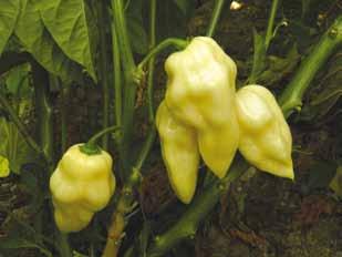 - Vigorous plant, late cycle. Lantern shaped fruits, 40-50mm x 20-30mm at the bottom, green colour, brown when ripen. Very hot. Habanero white - Pianta vigorosa a ciclo tardivo.