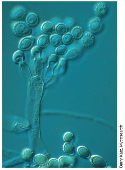 Il micelio si compone di due parti: aerea (funzione riproduttiva)