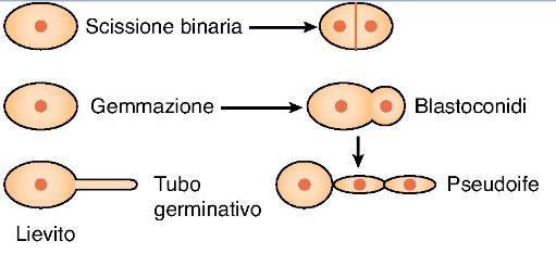 Sono aerobi facoltativi, capaci di metabolismo aerobio e fermentativo.