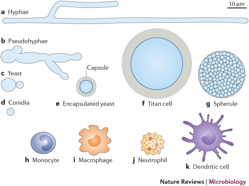 VIRULENZA FUNGINA Scala comparativa dimensionale: cellule fungine e fagociti del sistema immune innato.