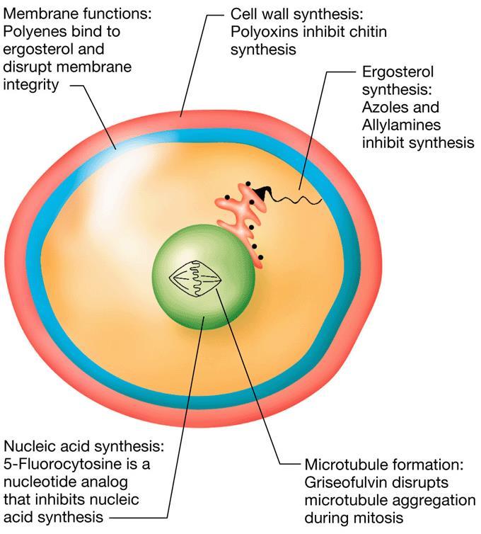 TERAPIA Difficile eradicazione della infezione causa assenza di enzimi in grado di attaccare la parete cellulare fungina.