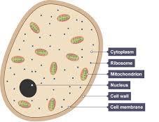 parete batterica) polisaccaridi (75%; chitina, cellulosa) + proteine (20%) + lipidi (5%) presenza di melanina (in funghi dematiacei ) Membrana cellulare: