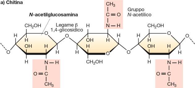 Il glucano è un polimero di D-glucosio.