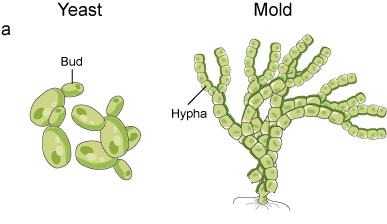 FUNGHI TIPOLOGIA e CLASSIFICAZIONE Tre tipologie: lieviti (unicellulari), filamentosi o muffe (pluricellulari) e miceti