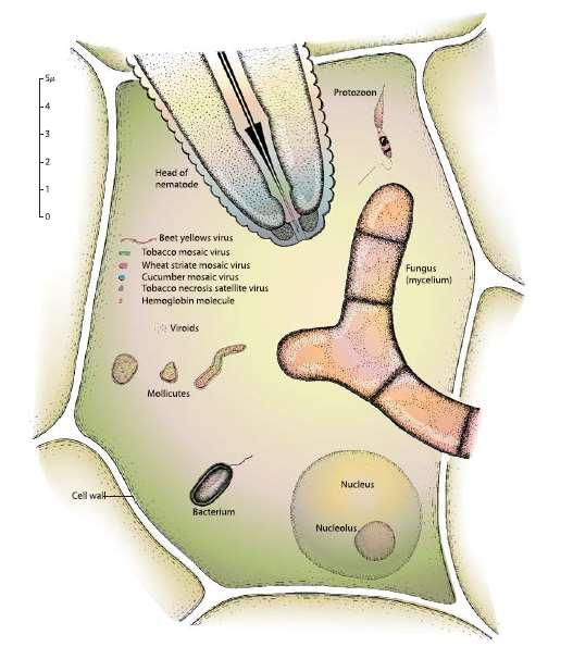 La cellula vegetale e i patogeni Funghi Oomiceti Batteri Virus