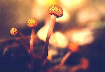 (stromata of the ergot fungus,