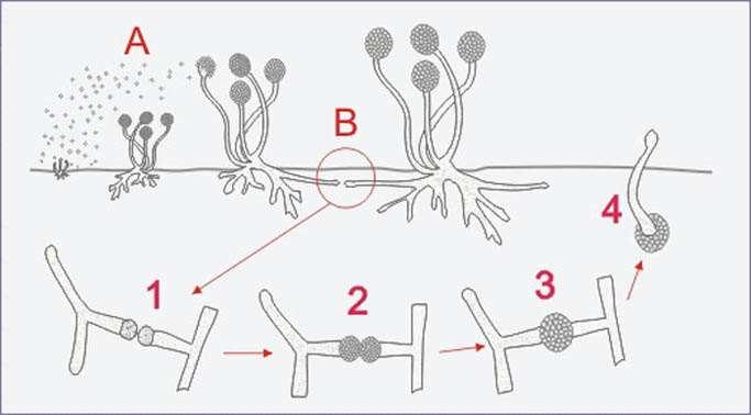 A) Riproduzione asessuata da sporangiospore - B) Riproduzione sessuata: formazione delle zigospore 1) attrazione e fusione