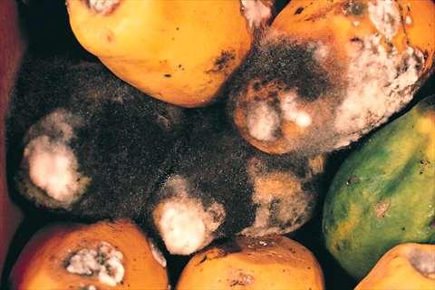Rhizopus papaia agente di marciume molle (soft rots) di diversi prodotti ortofrutticoli, che vengono colpiti durante la conservazione, il trasporto e la commercializzazione.