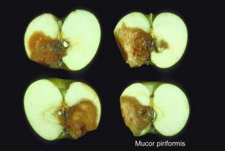 Mucor Agente di marciumi post-raccolta di fragola, piccoli frutti, pomacee e drupacee.