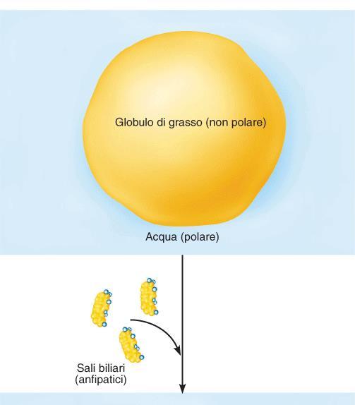 LIPIDI -L efficace digestione dei lipidi è resa possibile dall azione della bile che per prima vi entra in