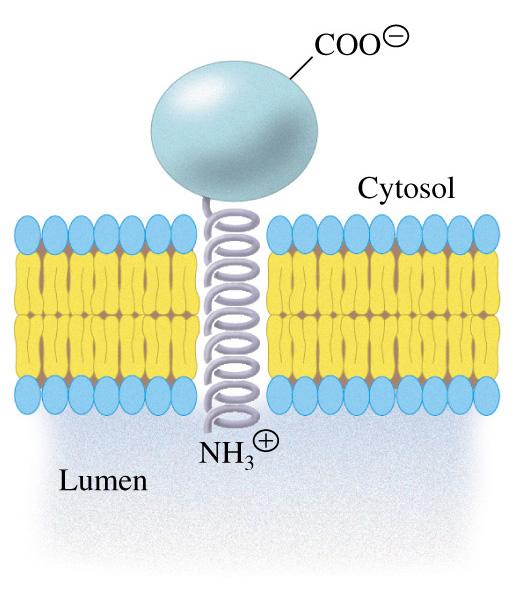 Localizzazione intracellulare Il citocromo P450 degli eucarioti è ancorato alle membrane microsomiale e mitocondriale Gli enzimi P450 predisposti al metabolismo degli xenobiotici si trovano