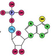 AZATIOPRINA E un ANTIMETABOLITA PURINICO, derivato imidazolico della 6-mercaptopurina 6-mercaptopurina azatioprina acido 6-tioinosinico In seguito ad esposizione con nucleofili (es.