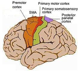 Specificità Tempi premotori minori nel lato concavo della curva