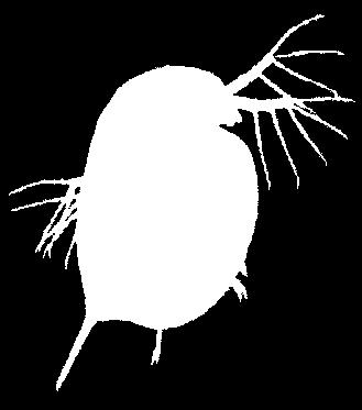 (Pseudokirchneriella sub-capitata) tossicità cronica Crostacei (Daphnia Magna) tossicità acuta Daphnia Magna L eluato prodotto tramite il test di