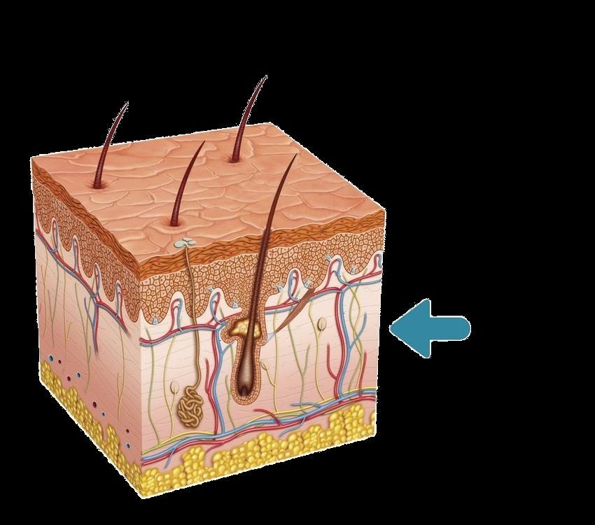 IL DERMA Il derma è un tessuto di tipo connettivo, dello spessore di 3-4 mm, sottostante l'epidermide, caratterizzato principalmente da fibre di elastina, che assicurano la giusta elasticità alla