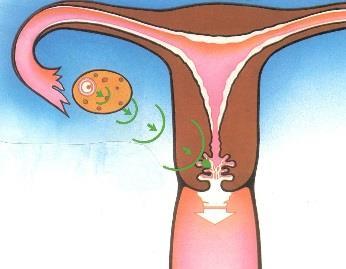 Muco cervicale: indicatore di fertilità per la donna Il Metodo dell Ovulazione Billings Il Metodo si basa sull osservazione vulvare del sintomo
