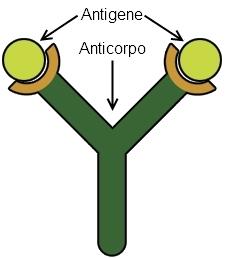 v Gli anticorpi sono molecole a Y che si legano con grande specificità a componenti dell agente patogeno (antigeni).