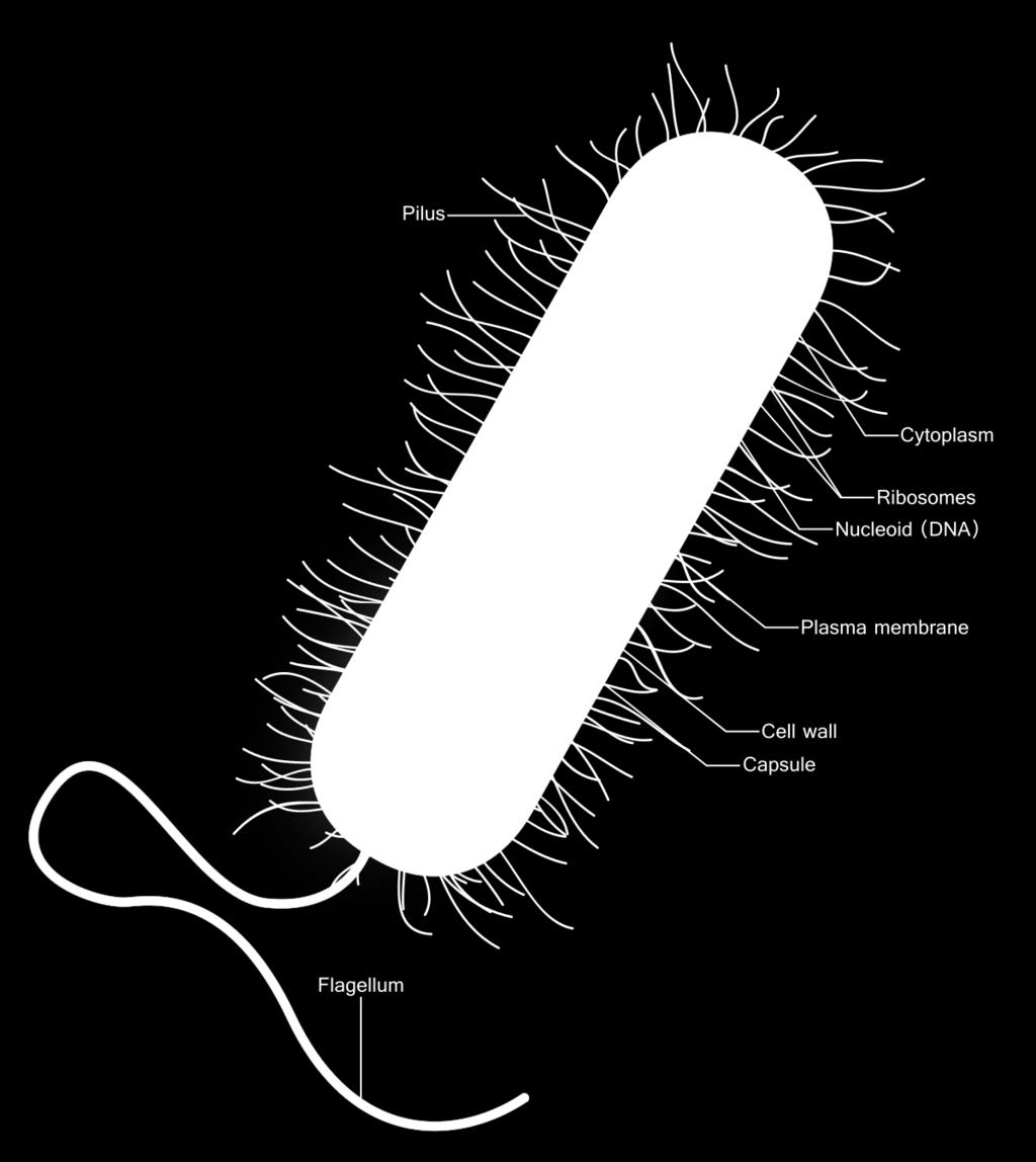 7F 19A