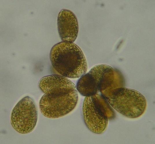 I controlli di Arta Abruzzo: Ostreopsis ovata E una microalga visibile solo al microscopio che, durante il periodo estivo, può manifestarsi in fioriture con milioni di cellule algali per litro,