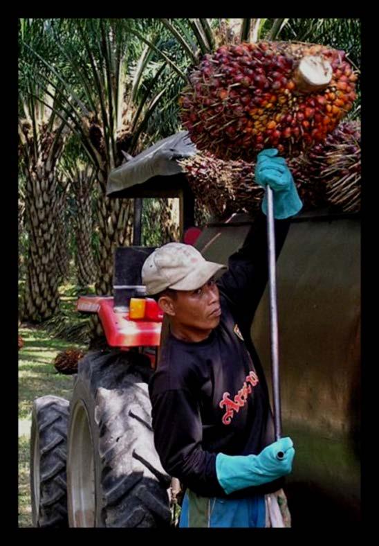 Come si diventa certificati RSPO? RSPO SUPPLY CHAIN CERTIFICATION DOCUMENTS http://www.rspo.