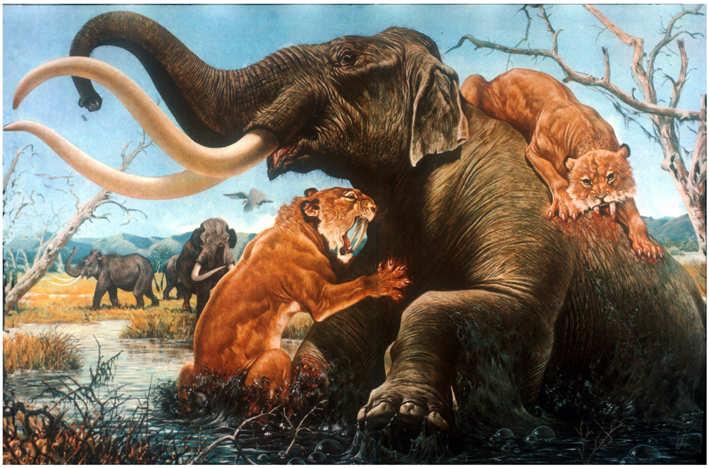 Rancho La Brea Los Angeles, U.S.A. Pleistocene sup.