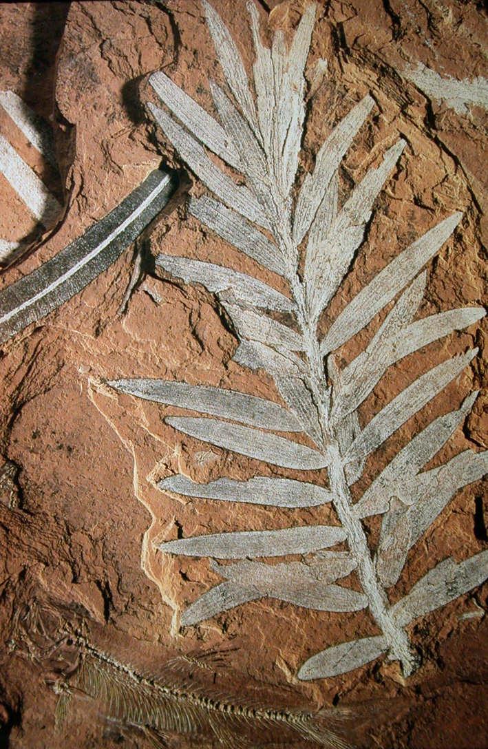 Haquel, Libano Cretaceo medio