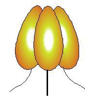 peptide The antitumor activity of NGR-TNF