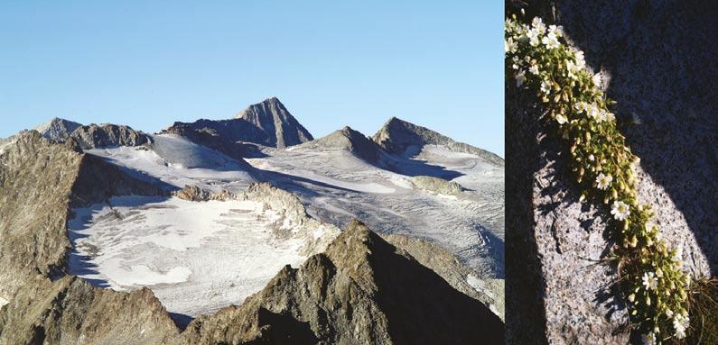 glaciale, il Doronico del granito, il Senecio delle Alpi, la Margherita alpina e l Acetosa soldanella.