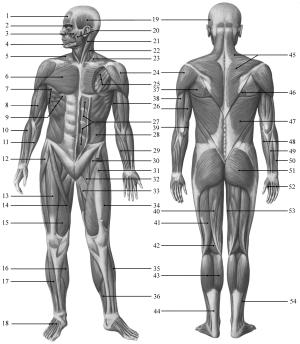 MAPPA FASCE MUSCOLARI DEL CORPO UMANO ) frontale 2) orbitale delle palpebre 3) zigomatico 4) quadrato del mento 5) trapezio 6) grande pettorale 7) grande dentato 8) bicipite del braccio 9) grande