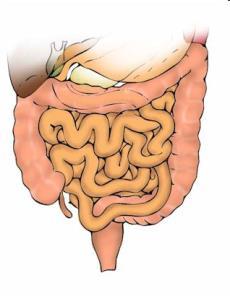 polmone pancreas