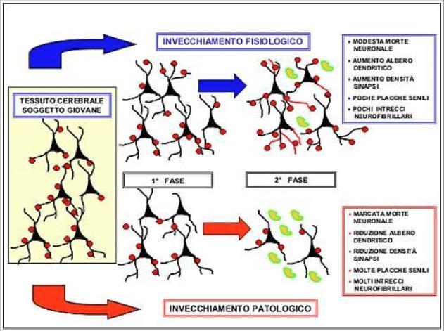 La plasticità neurale durante l